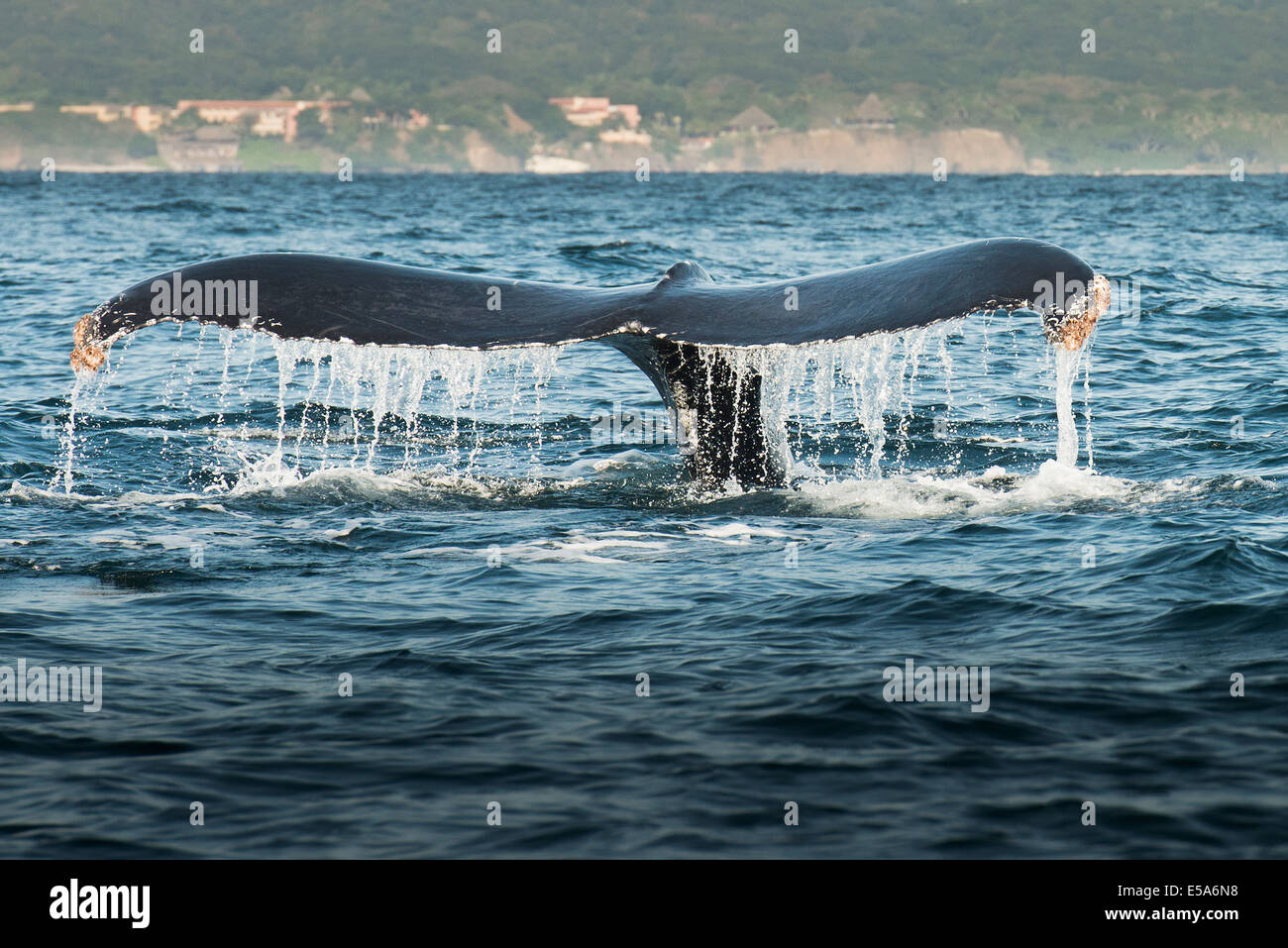 Whale lifting its tail out of water Stock Photo