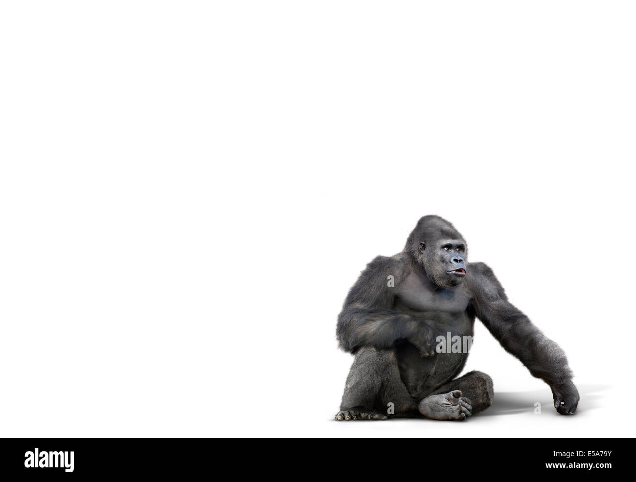 Gorilla sitting in studio Stock Photo