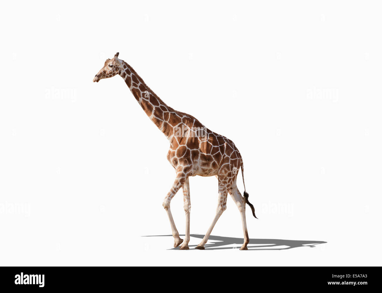 Giraffe walking in studio Stock Photo