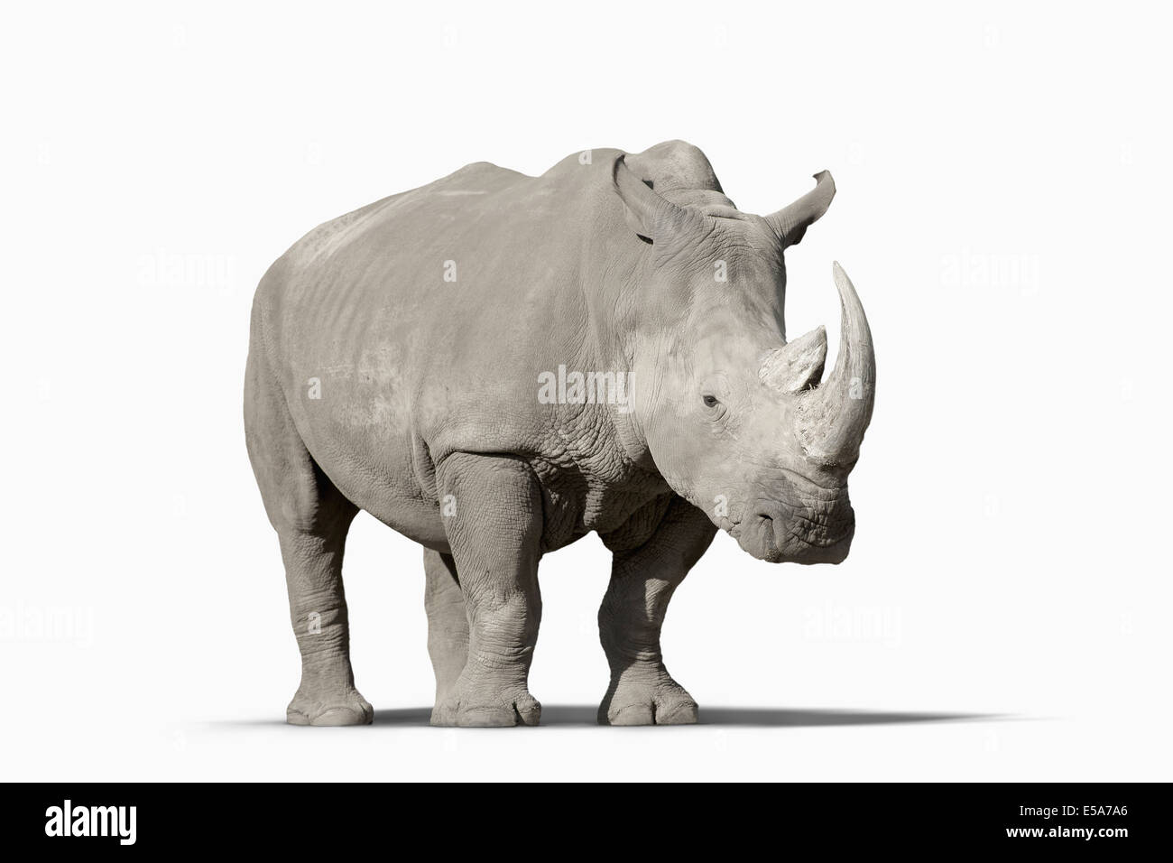 Rhinoceros walking in studio Stock Photo