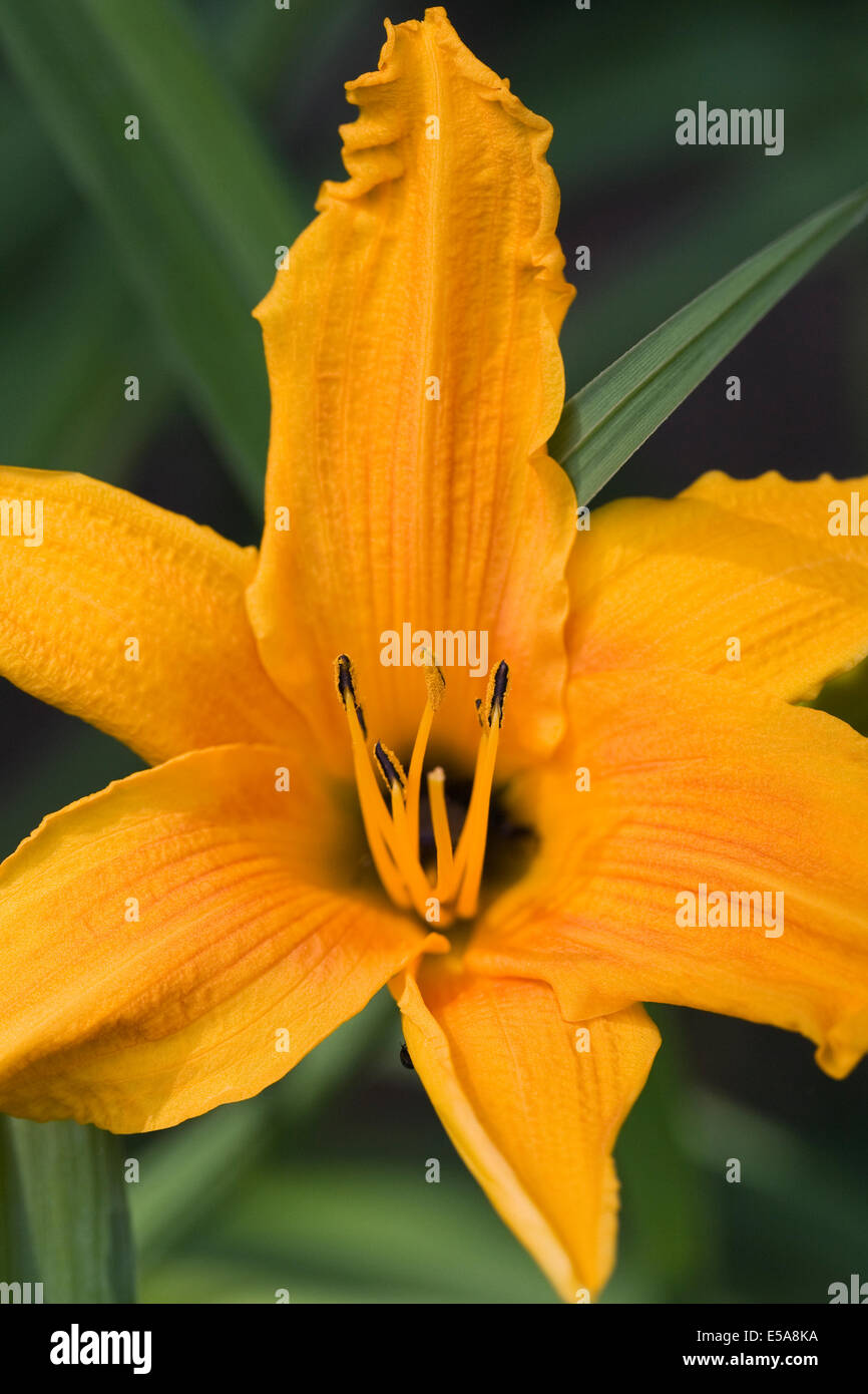 Hemerocallis 'Whichford'. Orange Daylily flower in an herbaceous border. Stock Photo