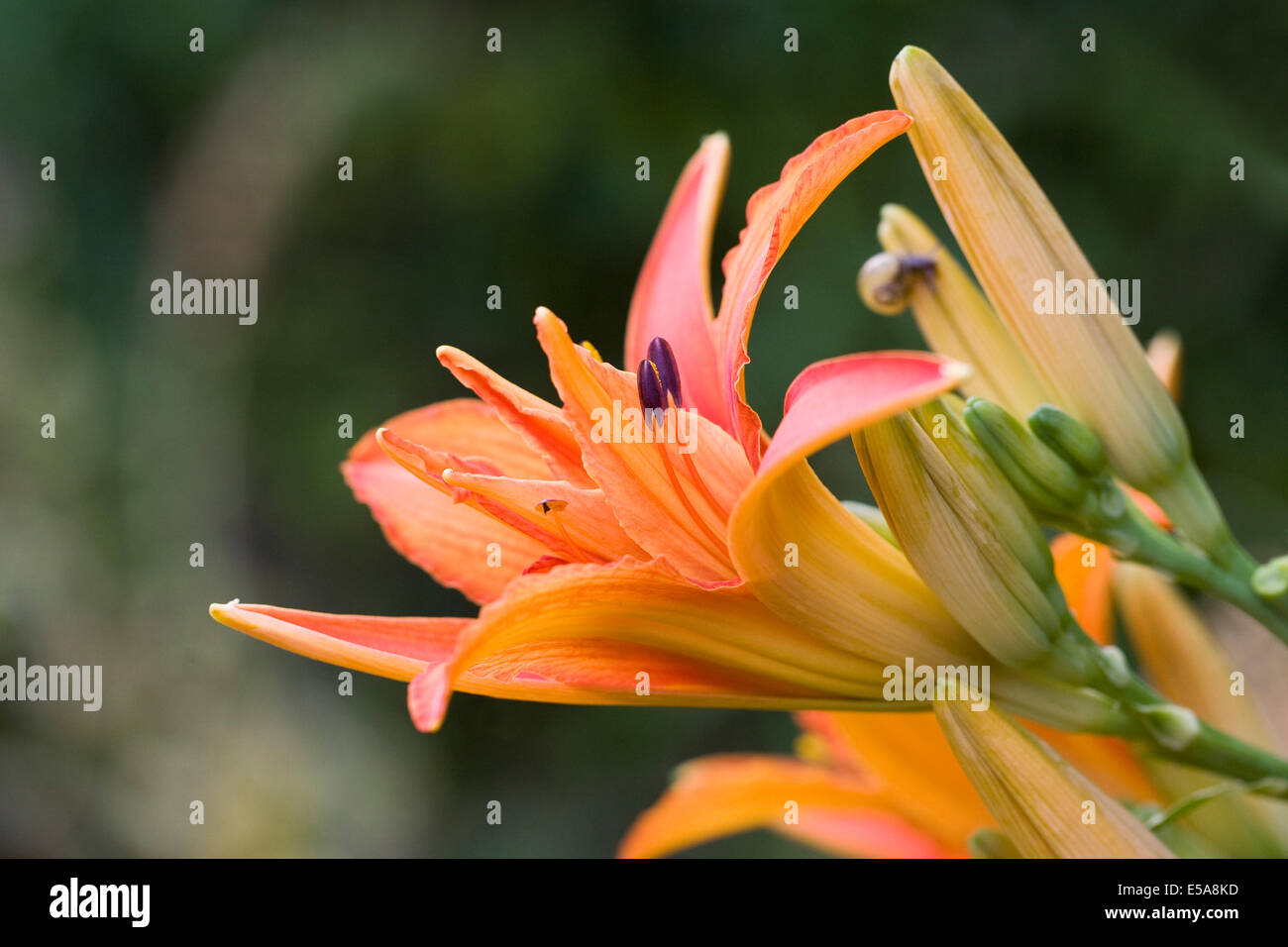 Hemerocallis. Orange Daylily flower in an herbaceous border. Stock Photo