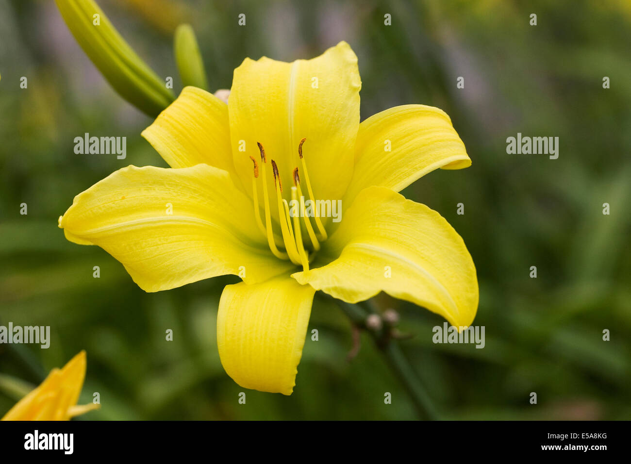 Hemerocallis 'Green Flutter'. Daylily flower in the garden. Stock Photo