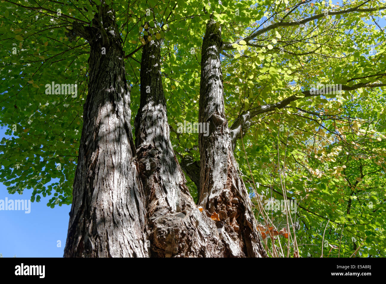 Mop head trees hires stock photography and images Alamy