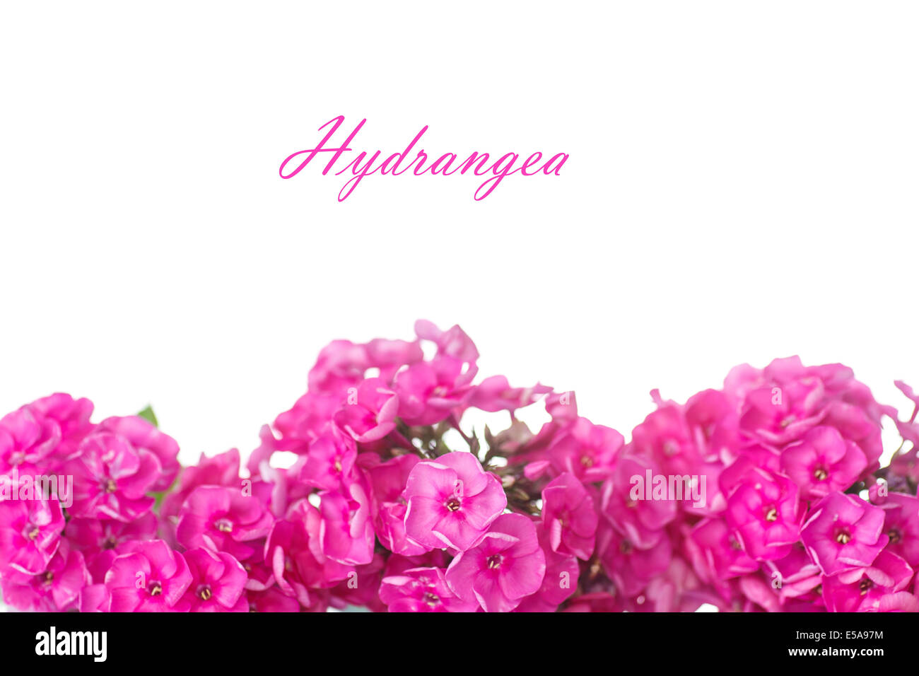 beautiful pink hydrangea blossoms on white background Stock Photo - Alamy