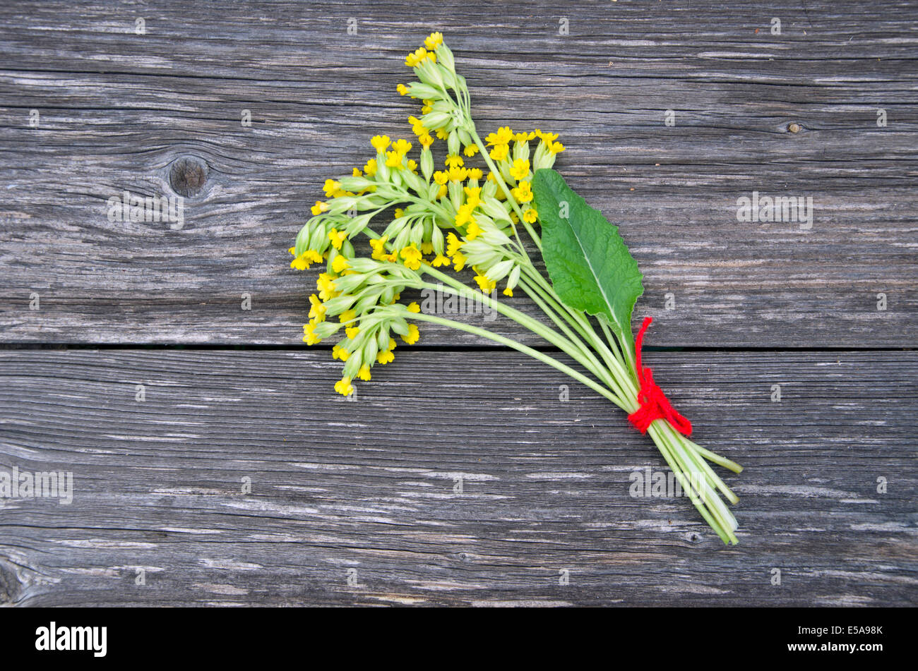Common Cowslip Primrosa ( Primula veris) medical flowers bunch  on old wooden board Stock Photo
