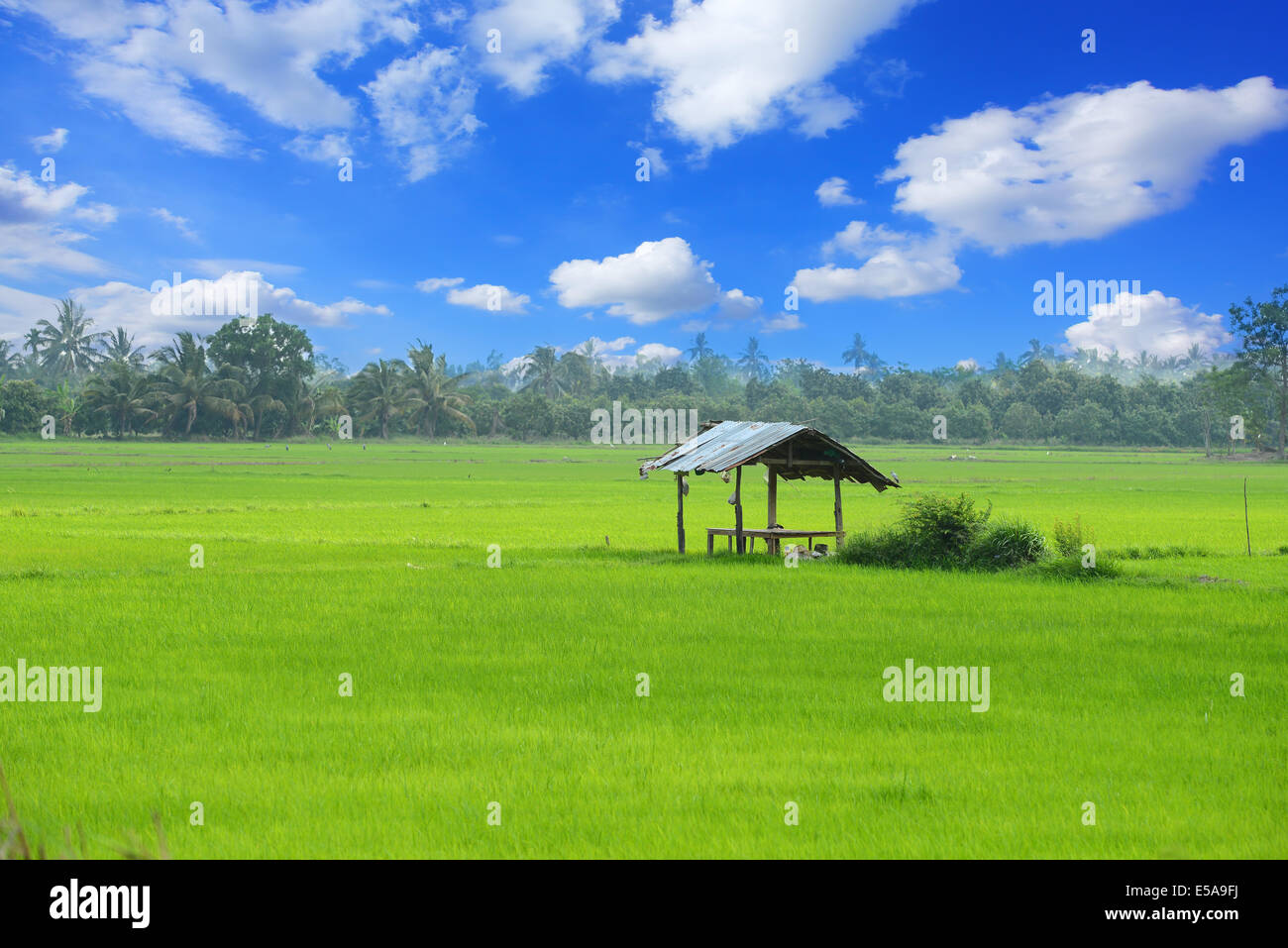 paddy field and cottage Stock Photo