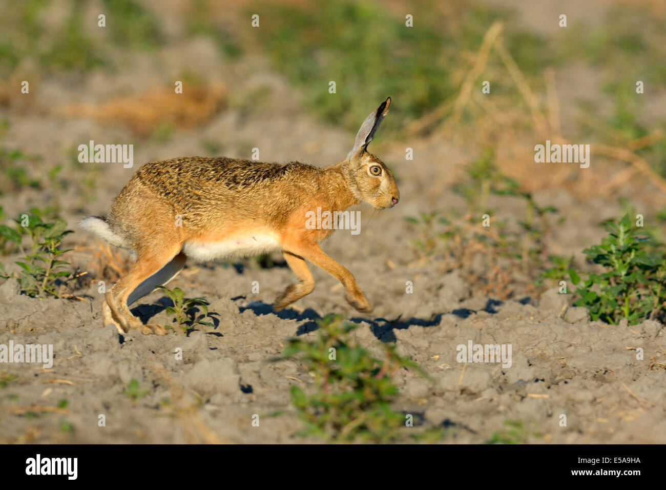 European Hare (Lepus europaeus) scampering on a harvested sunflower field, Kiskunsági National Park, Hungary Stock Photo