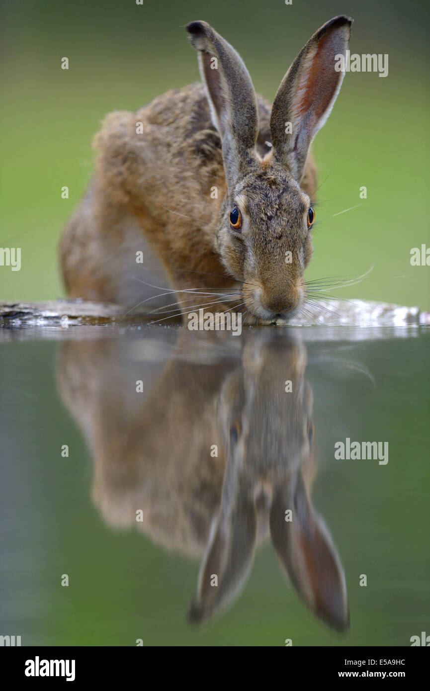 European Hare (Lepus europaeus), drinking at a water place, Bugac puszta, Kiskunsági National Park, Hungary Stock Photo