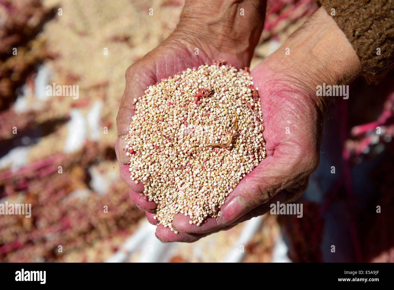 Hands with quinoa seeds (Chenopodium quinoa), Huanuco Province, Peru Stock Photo