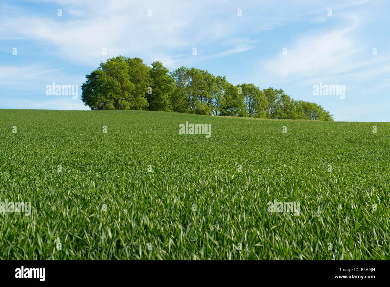 Wheat field and a grove, Thuringia, Germany Stock Photo