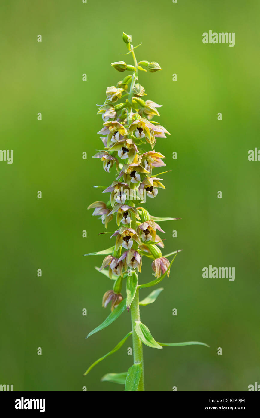 Broad-leaved Helleborine (Epipactis helleborine), flowering, Thuringia, Germany Stock Photo