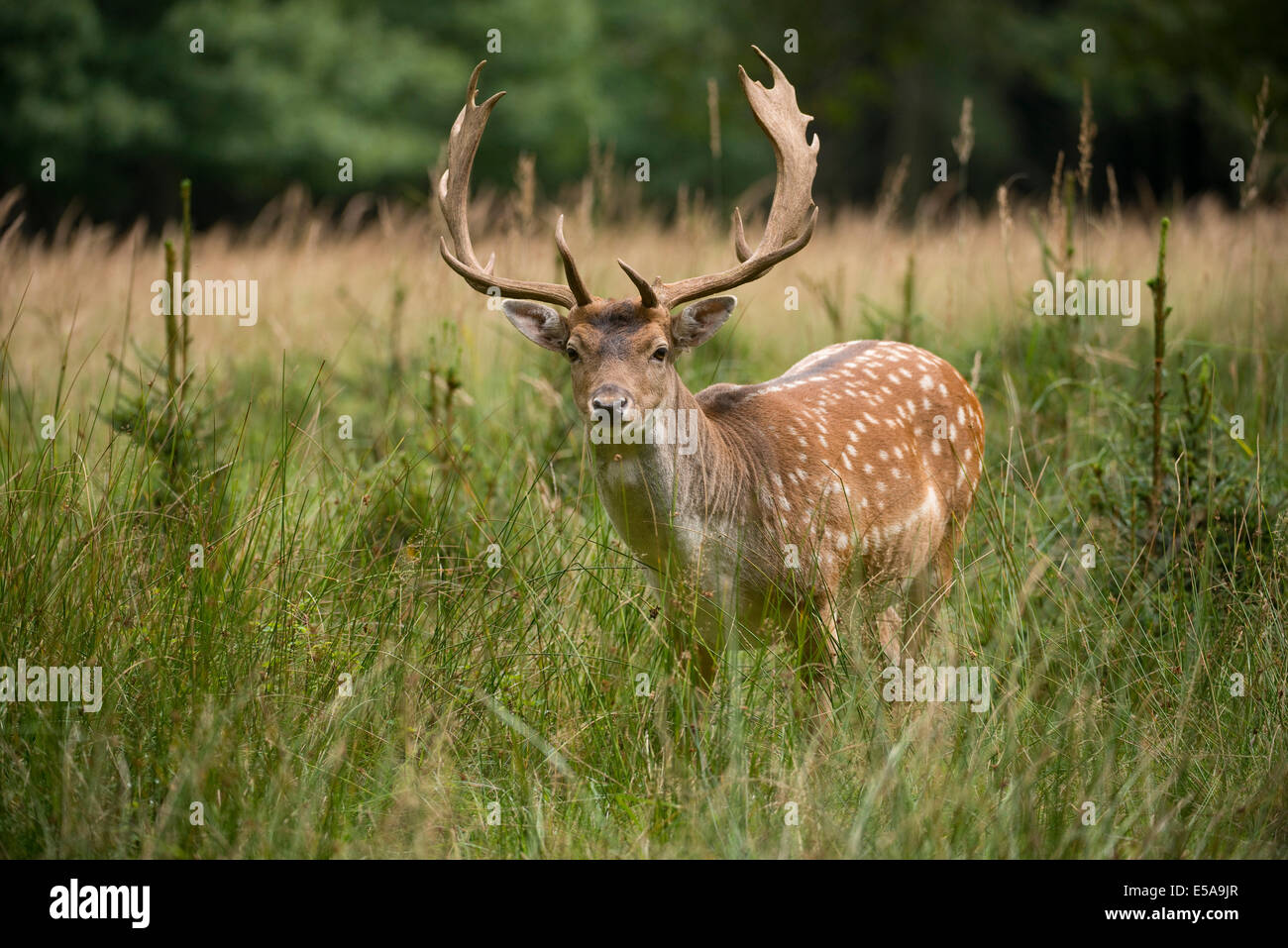 Fallow Deer (Dama dama), captive, Saxony, Germany Stock Photo