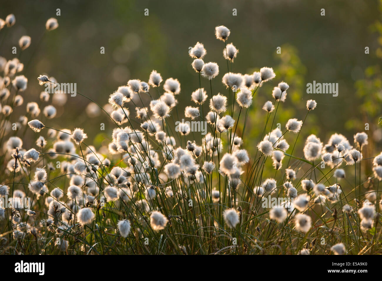 Tussock Cottongrass (Eriophorum vaginatum), seed heads, Großes Moor nature reserve, Lower Saxony, Germany Stock Photo