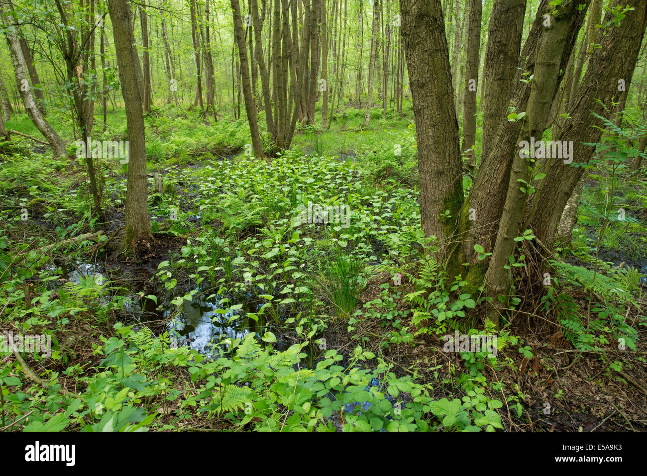 Common Alder or Black Alder trees (Alnus glutinosa) in an alder carr, Vogelmoor nature reserve, Lower Saxony, Germany Stock Photo