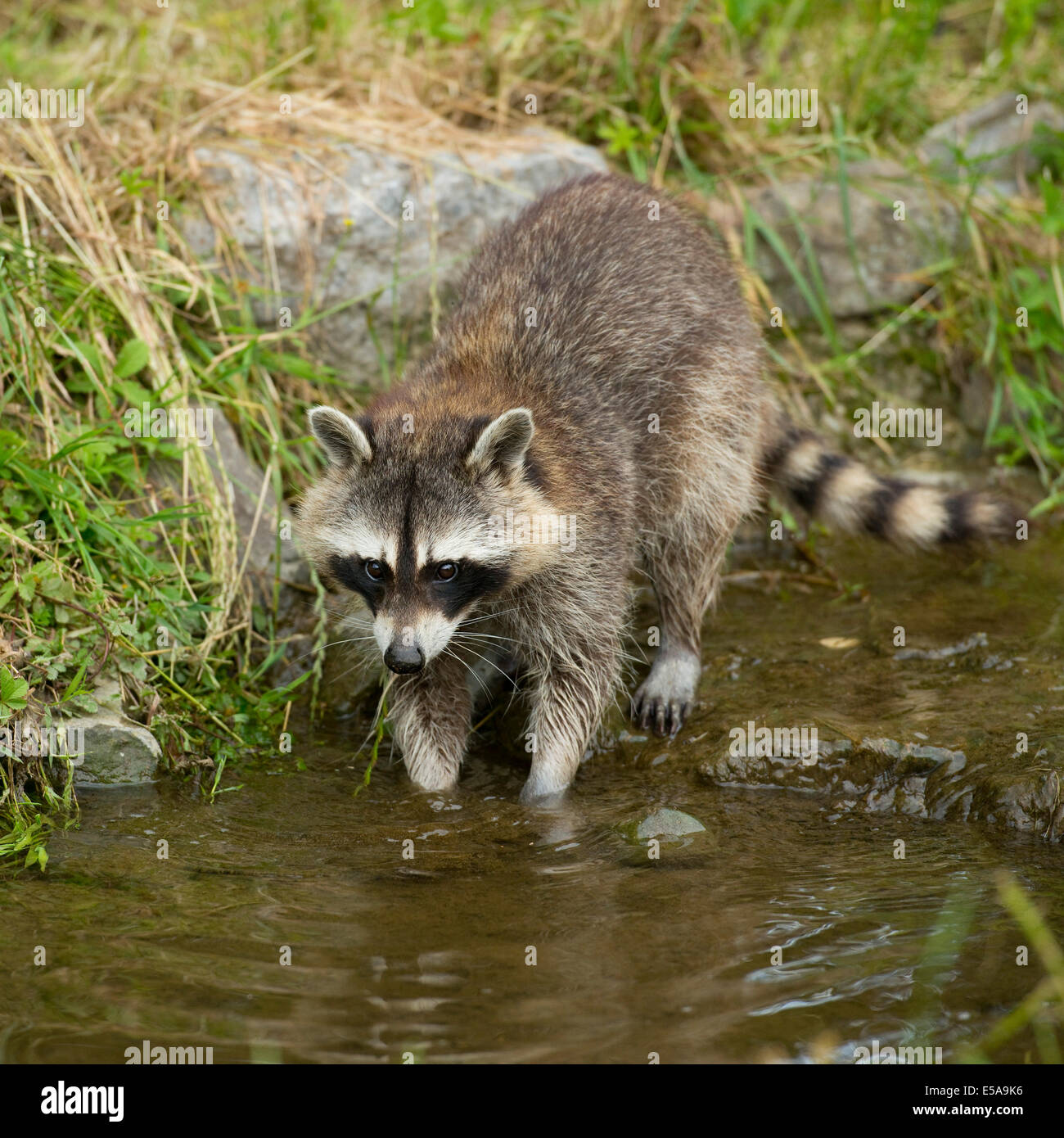 Common Raccoon, Northern Raccoon or North American Raccoon (Procyon ...