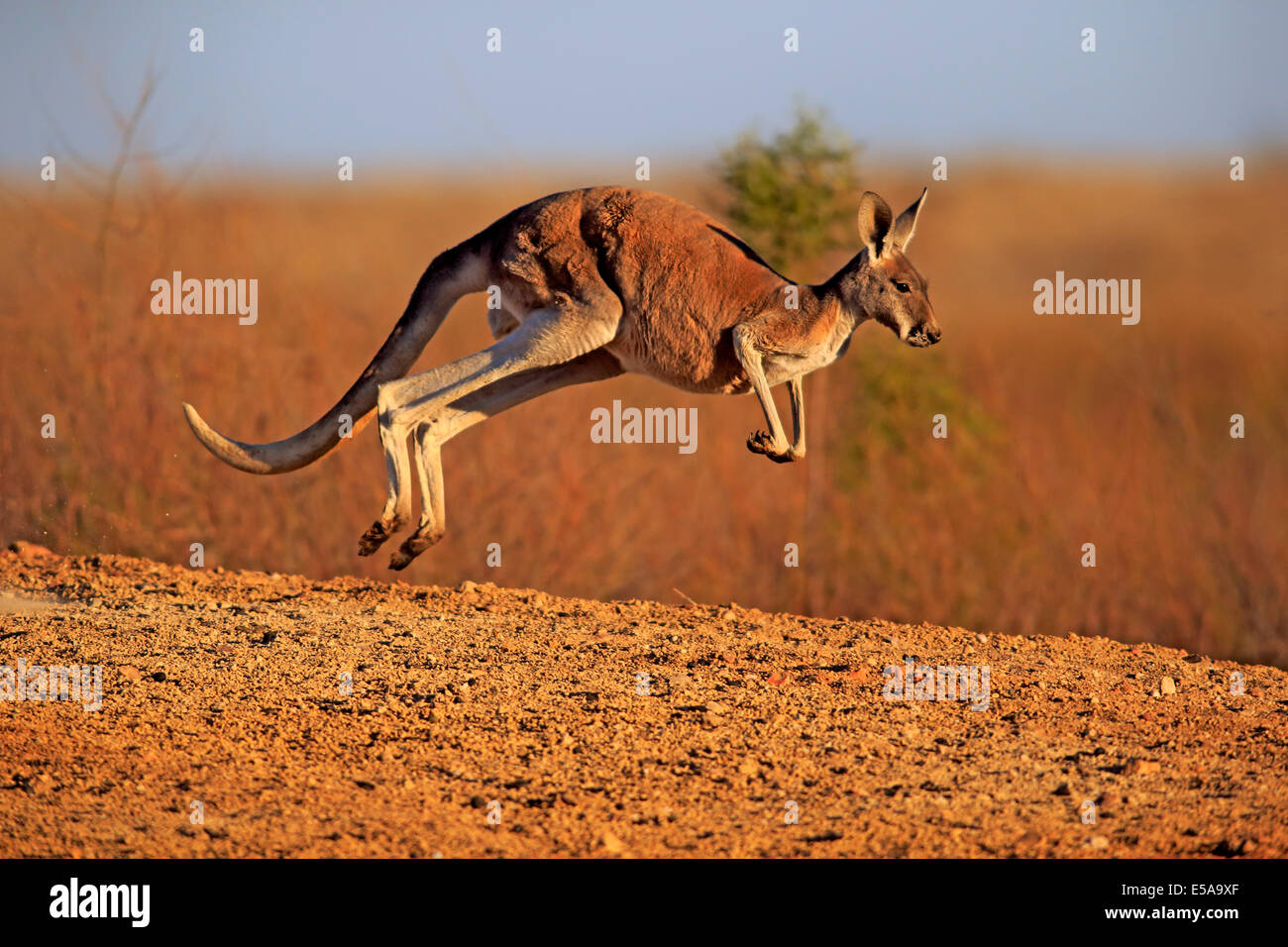 Red Kangaroo (Macropus rufus), adult male, jumping, Sturt National Park, New South Wales, Australia Stock Photo