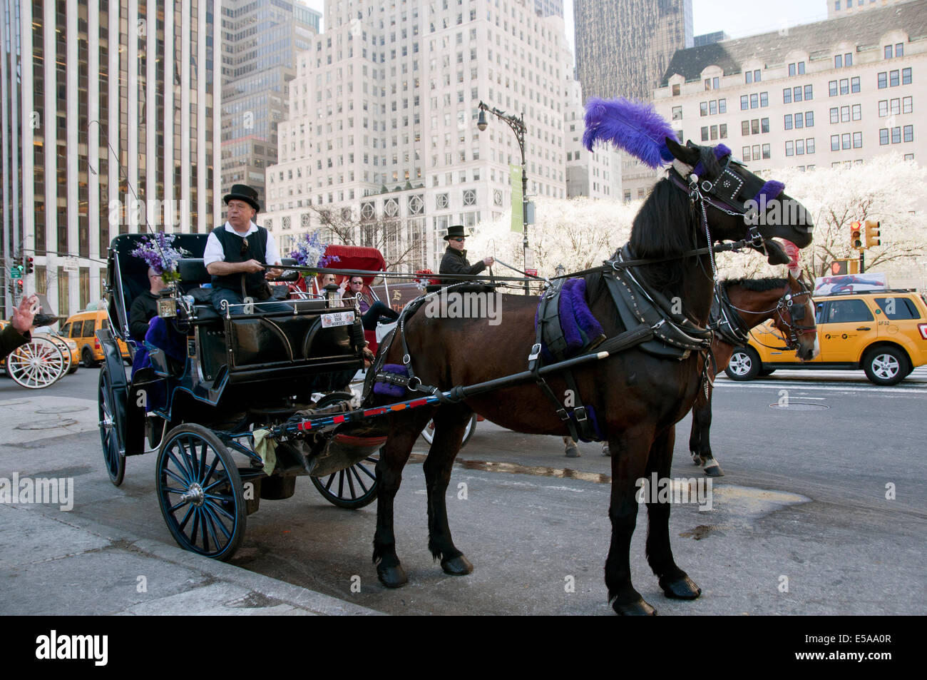 Horse drawn carriages outside Plaza Hotel taking visitors on tour around central Park and mid Manhattan  New York City. Stock Photo