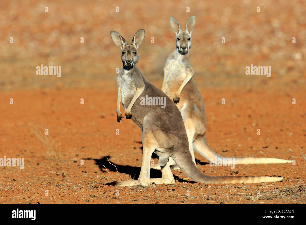 Red Kangaroo (Macropus rufus), two adult females, Sturt National Park, New South Wales, Australia Stock Photo