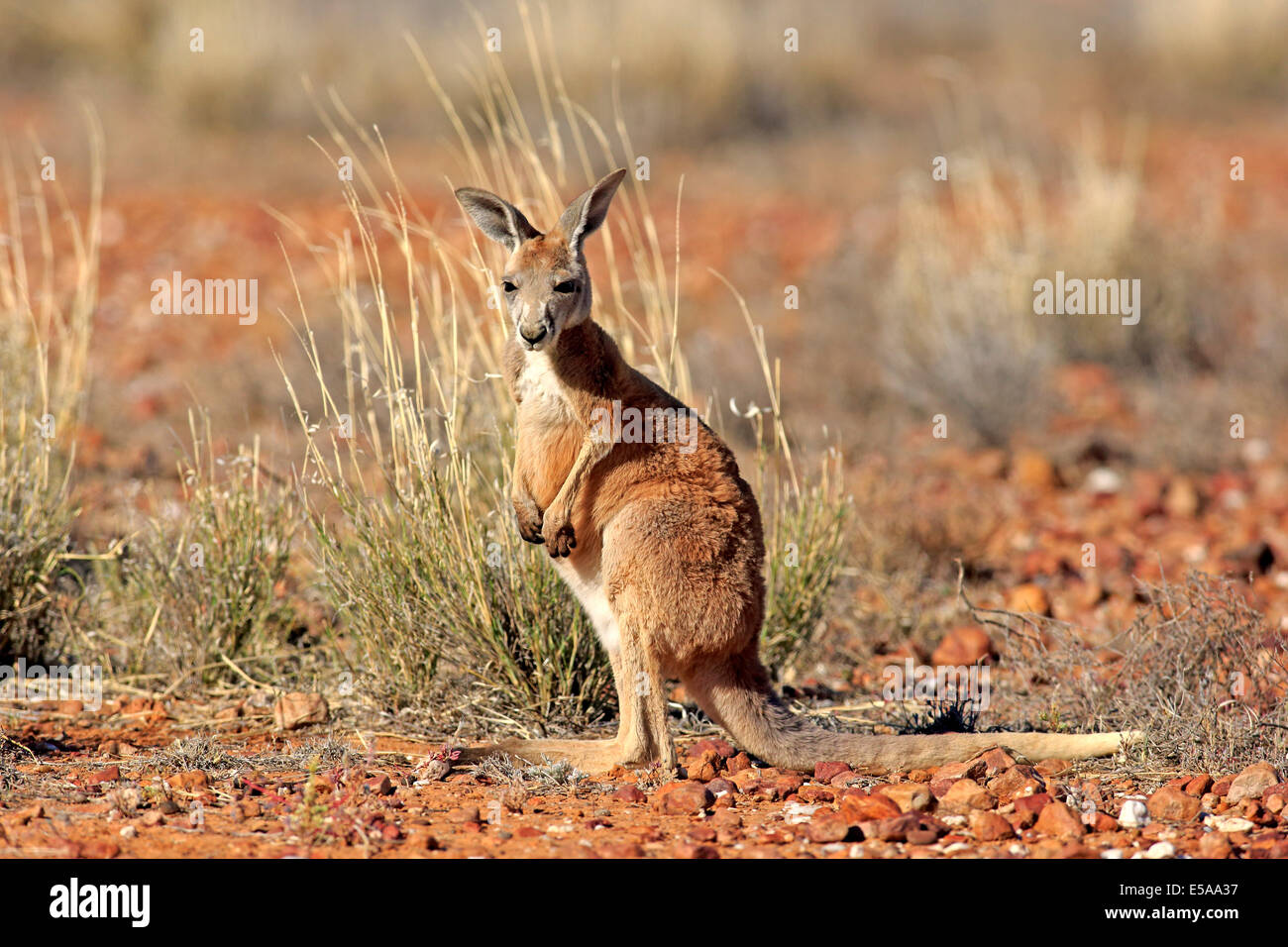 Red Kangaroo (Macropus rufus), young, alert, Sturt National Park, New South Wales, Australia Stock Photo