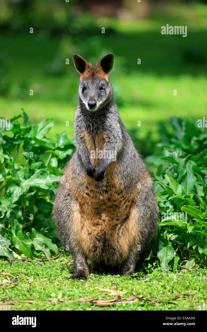 Swamp wallaby (Wallabia bicolor), adult, Wilsons Promontory National Park, Victoria, Australia