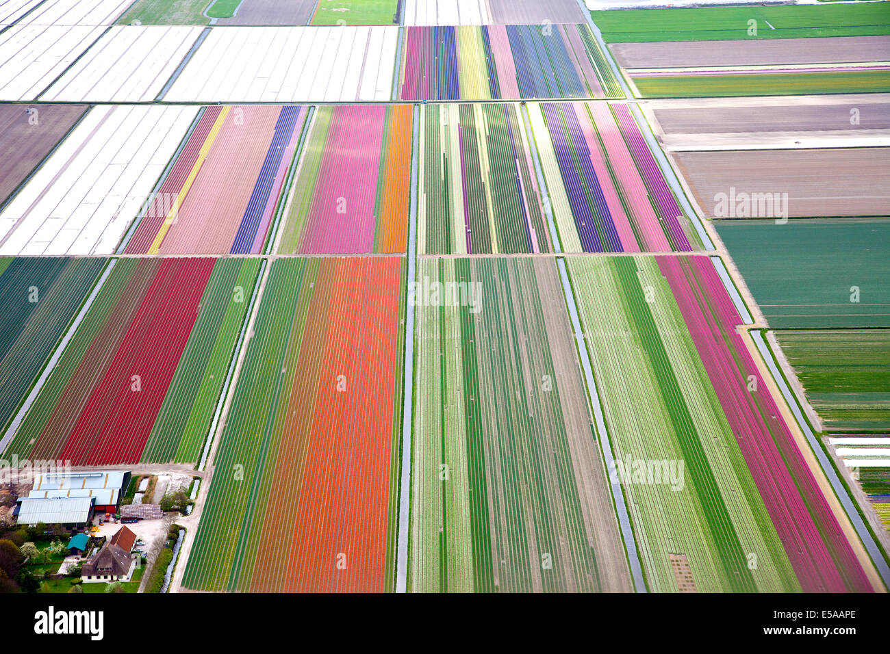 Colourful dutch flower field from above Stock Photo
