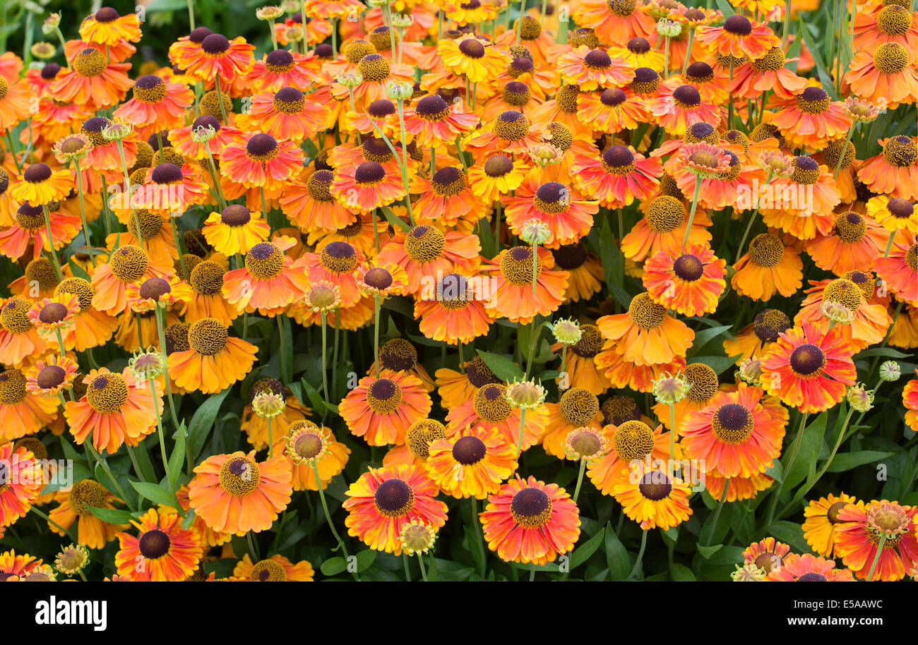 Helenium 'sahins early flowerer' . Sneezeweed flowers Stock Photo
