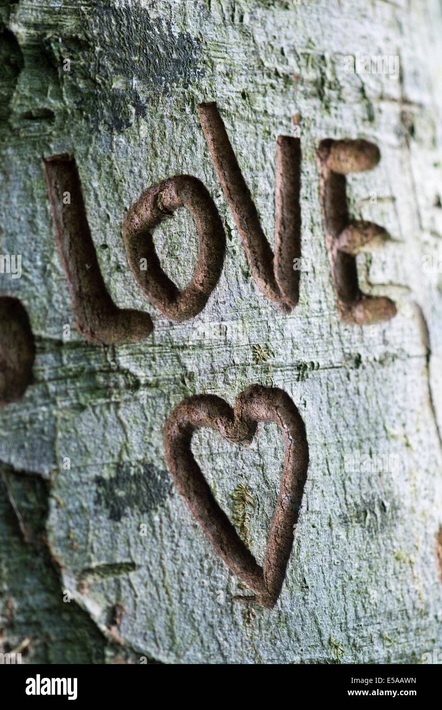 The word Love and a heart carved into tree trunk Stock Photo