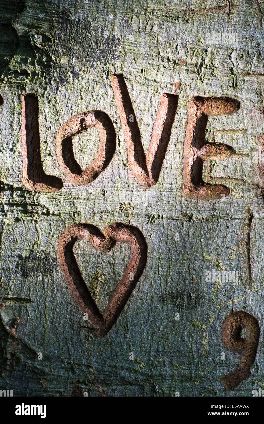 The word Love and a heart carved into tree trunk Stock Photo