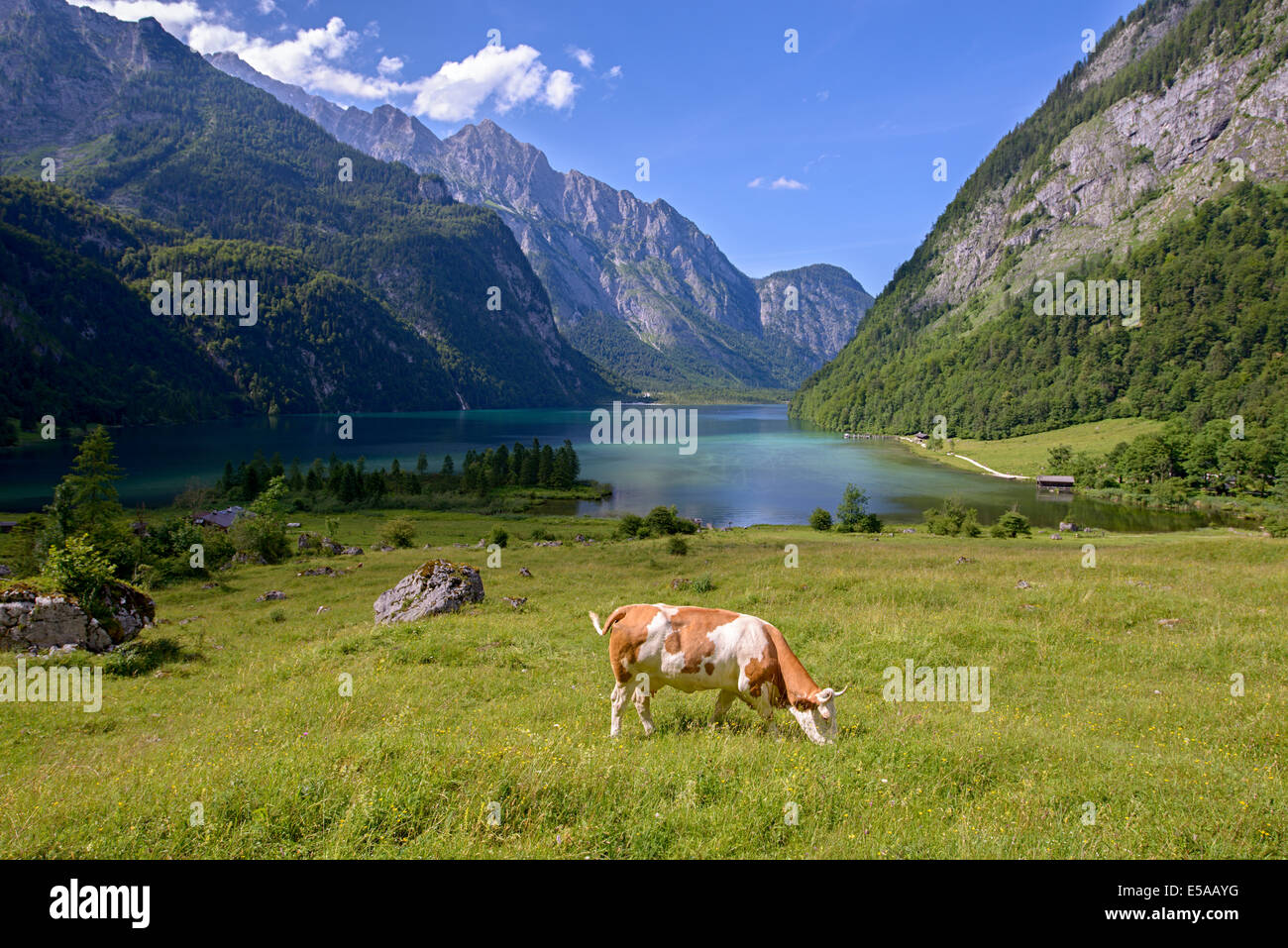 Alpine cow near the Konigssee lake Stock Photo