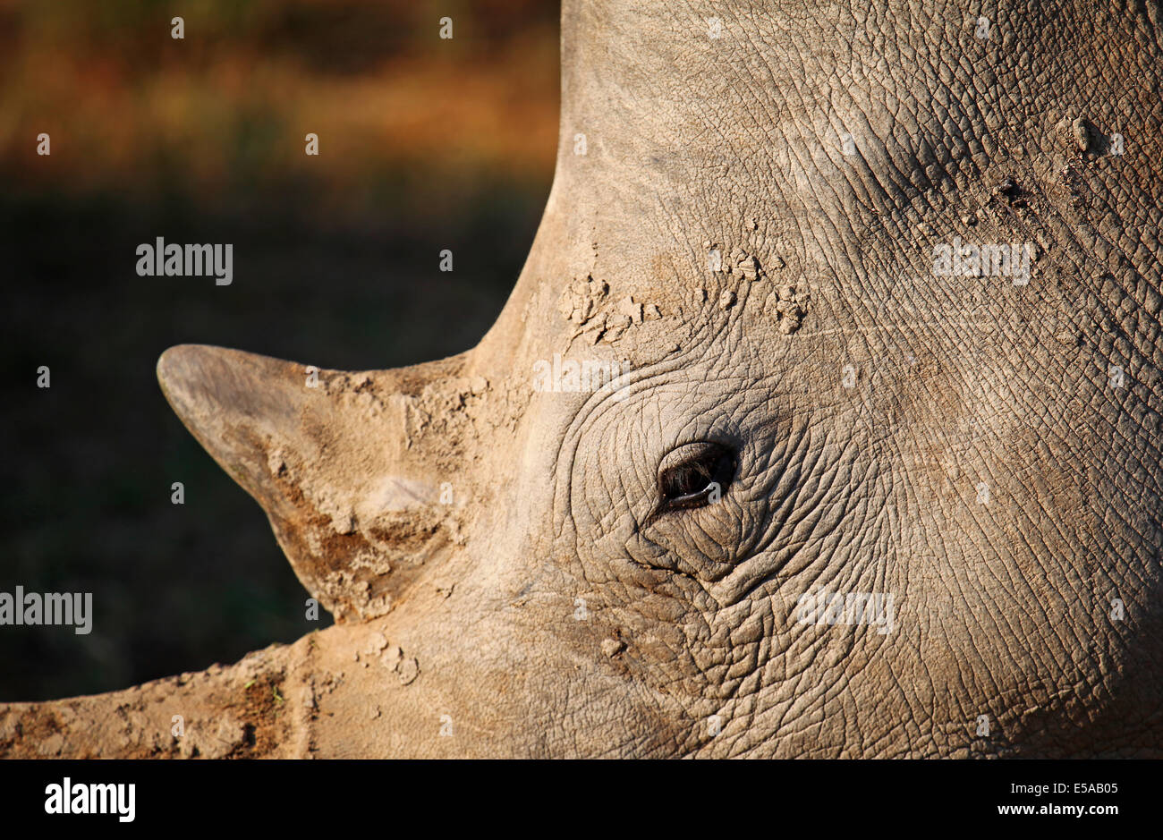 white rhinoceros in Kruger National Park South Africa, Ceratotherium simum Stock Photo