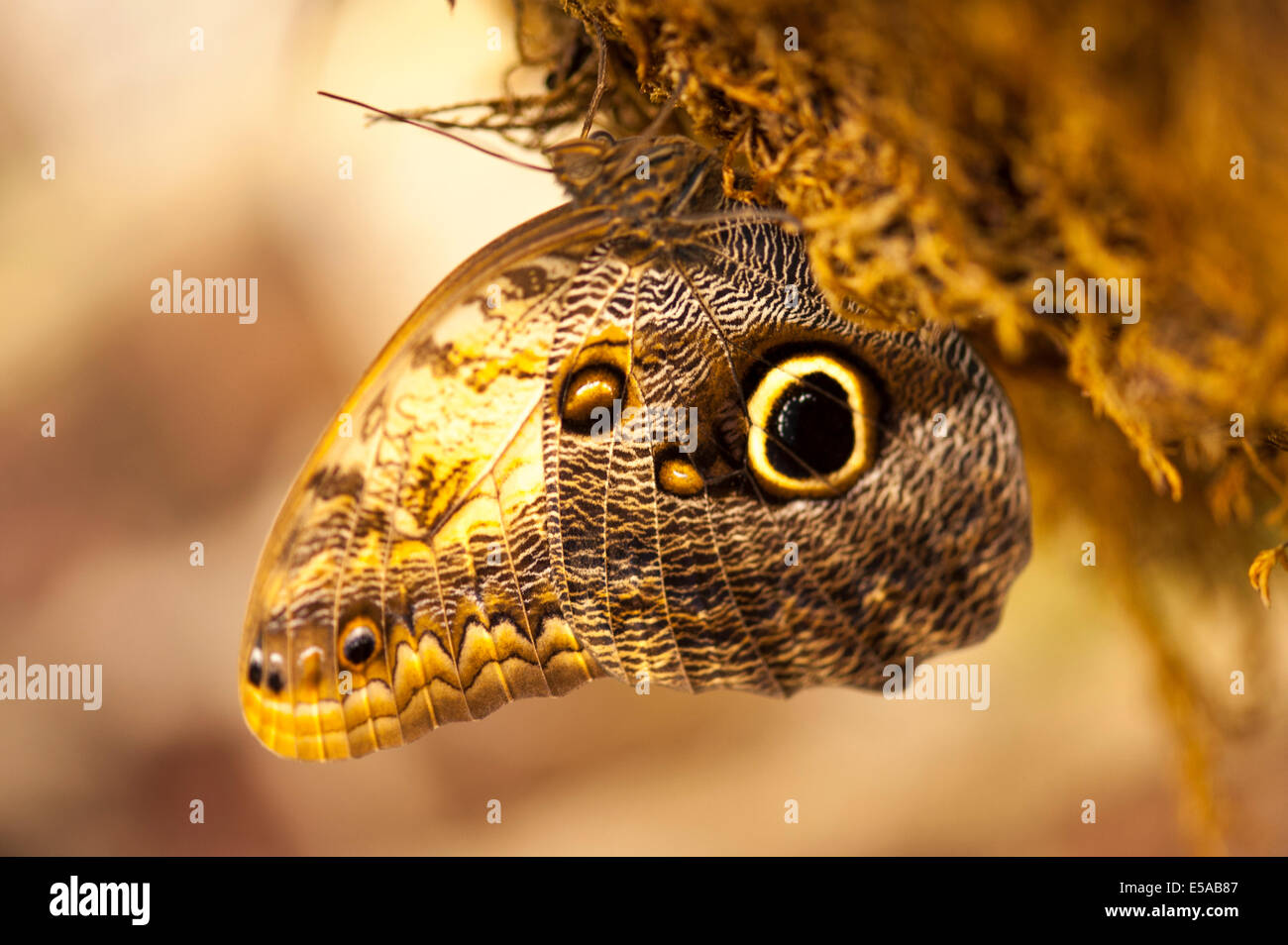 Gold Insect London North West London, Golders Hill Park, butterfly house, insect insects ...