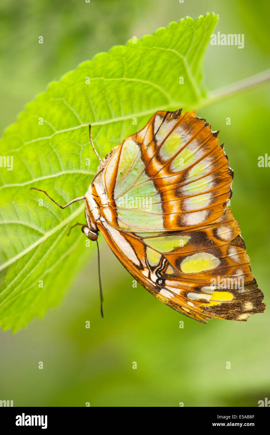 North West London, Golders Hill Park , Malachite Butterfly Siproeta Stelenes , native South Central & America , basking on leaf Stock Photo