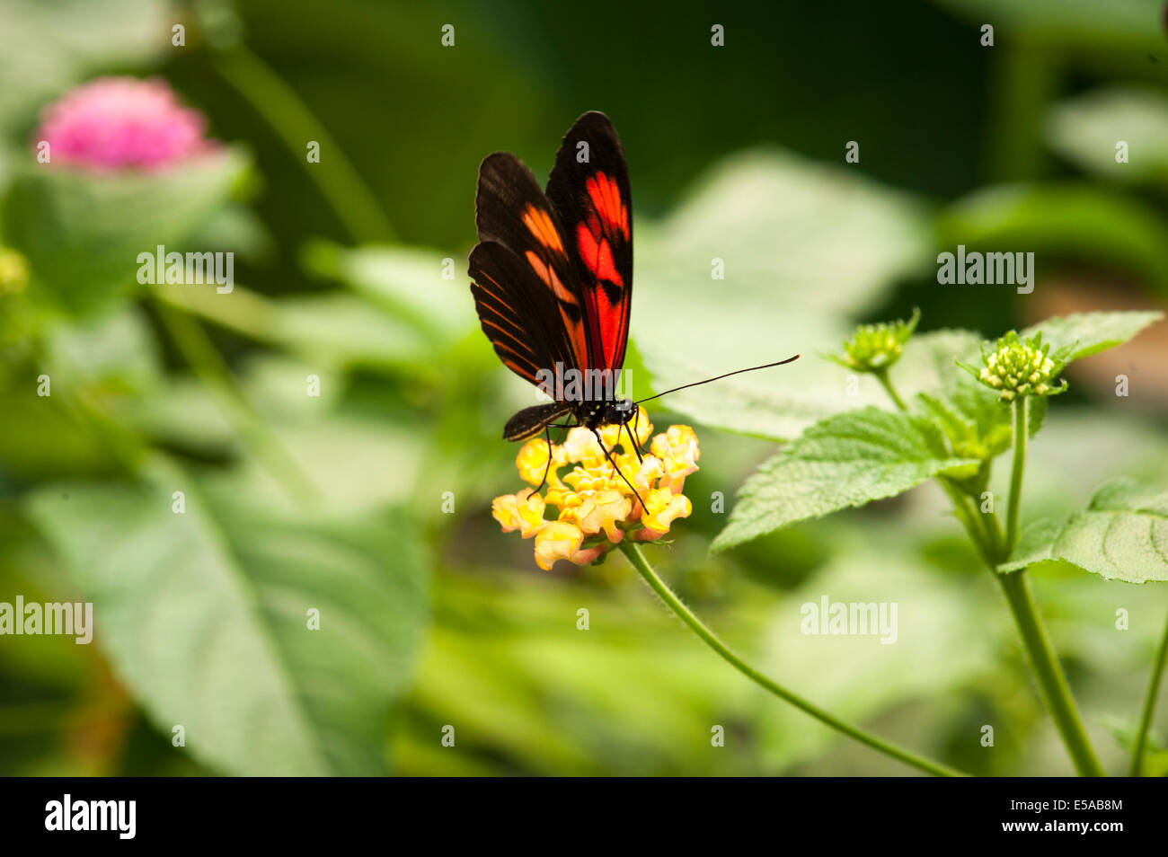 Postman Insect North West London, Golders Hill Park, butterfly house, insect insects ...