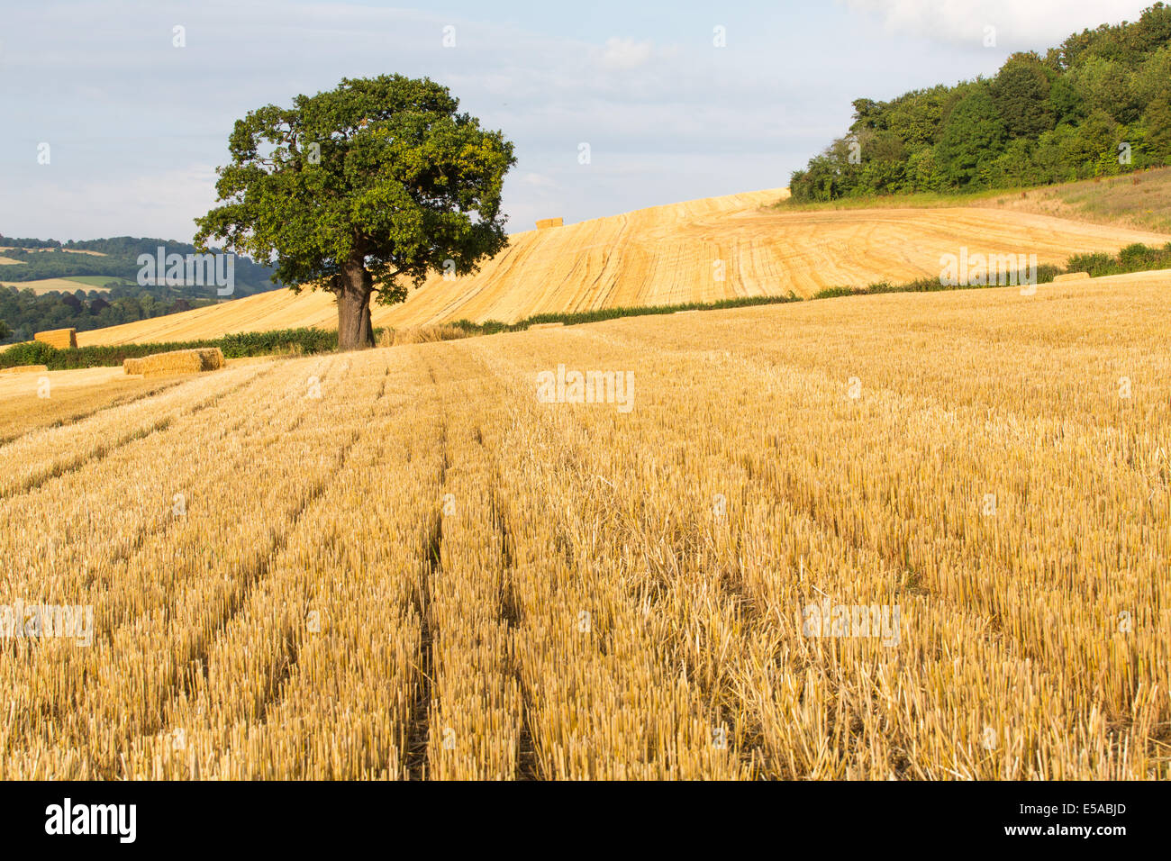 A single oak tree stands out in a recently harvested field Stock Photo ...
