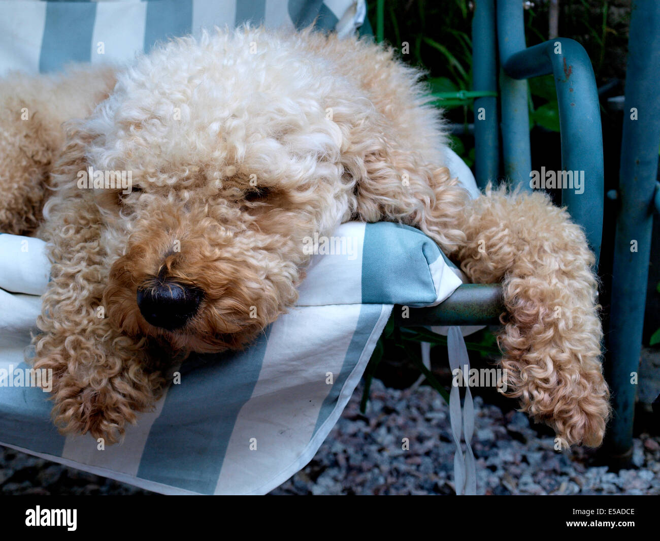 Lagotto Romagnolo dog asleep on a garden swing seat, UK Stock Photo