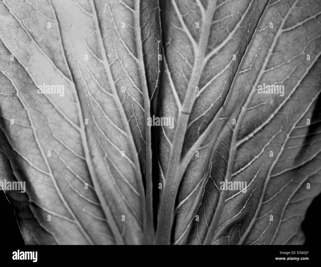 Lettuce Leaf Black and White Stock Photos & Images Alamy