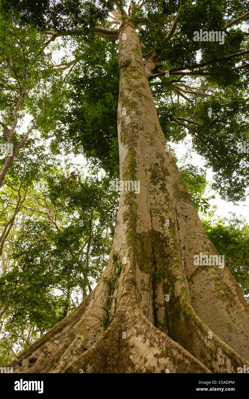 Amazon jungle tree Stock Photo Alamy