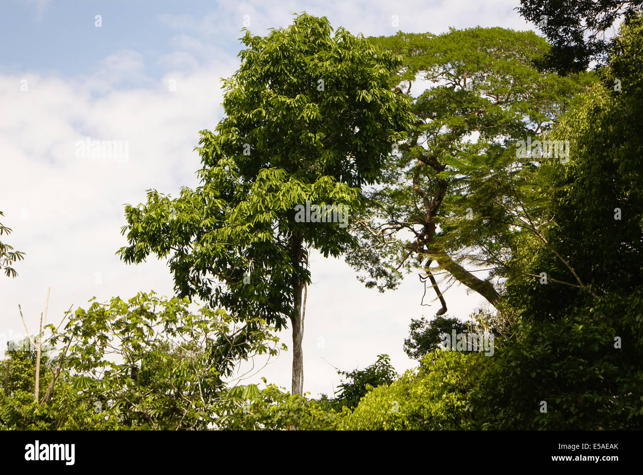 Amazon jungle tree Stock Photo Alamy