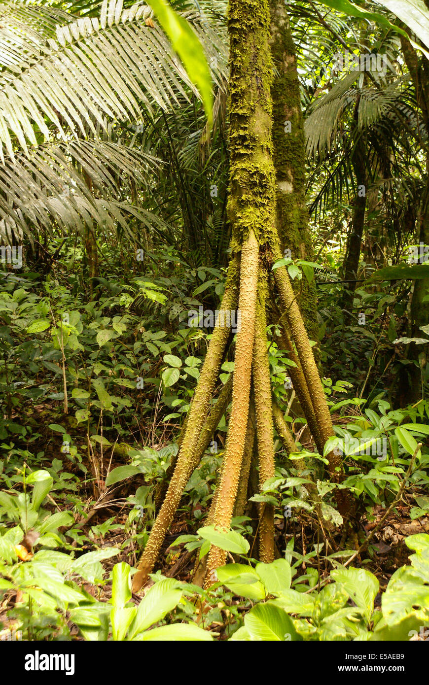 Amazon jungle tree Stock Photo Alamy