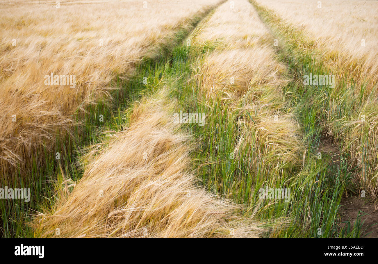 Hordeum vulgare. Tractor tracks in a Barley field Stock Photo