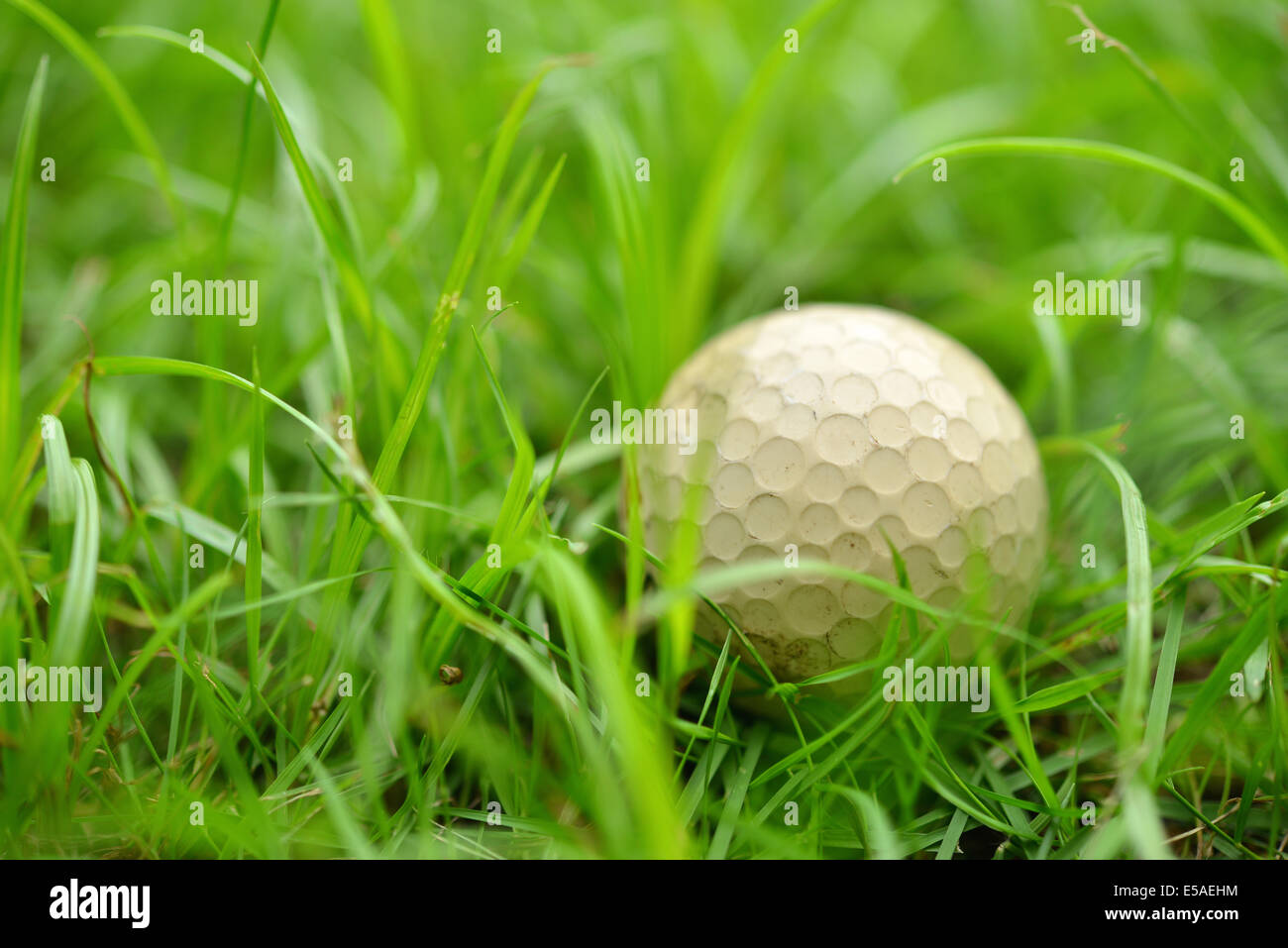 Golf ball in the rough Stock Photo