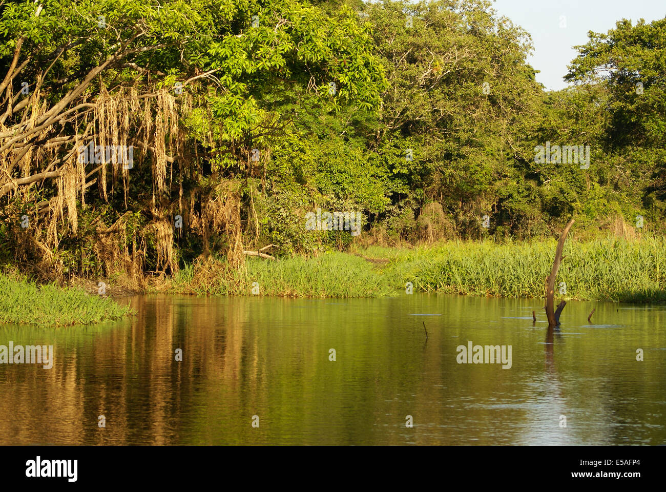 A river and beautiful trees in a rainforest Peru Stock Photo