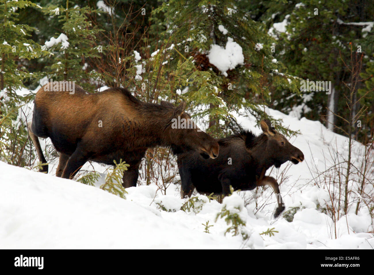 40,912.04231 Mother cow moose (Alces alces, Bovidae) and her baby calf walking in winter snow, conifer tree forest. Stock Photo