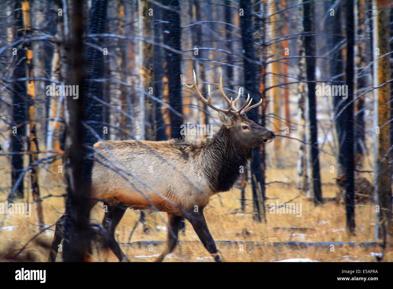 Animal running forest fire hi-res stock photography and images - Alamy