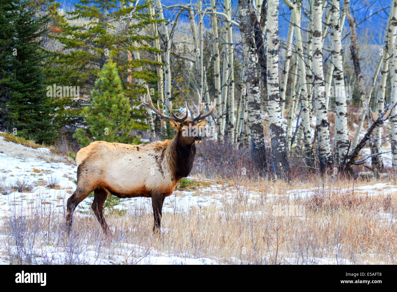 40,914.04405 Alert large antlered bull elk in a snowy meadow on the edge of a winter aspen and conifer tree forest. Stock Photo