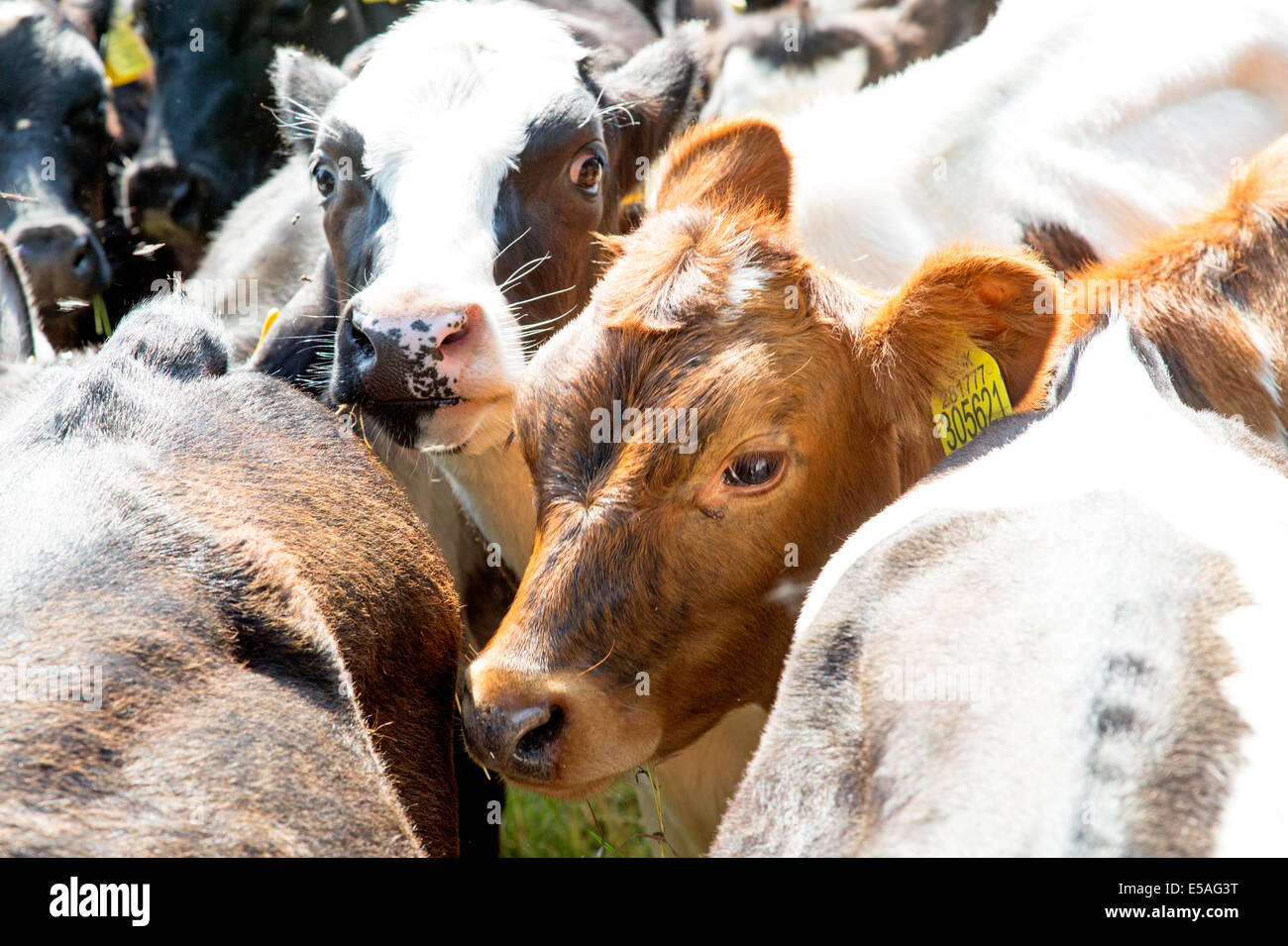 Young Cattle Surrey UK Stock Photo Alamy