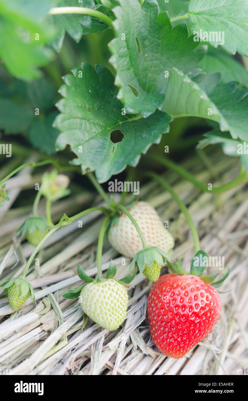 Strawberry plants already ripe to harvest Stock Photo - Alamy
