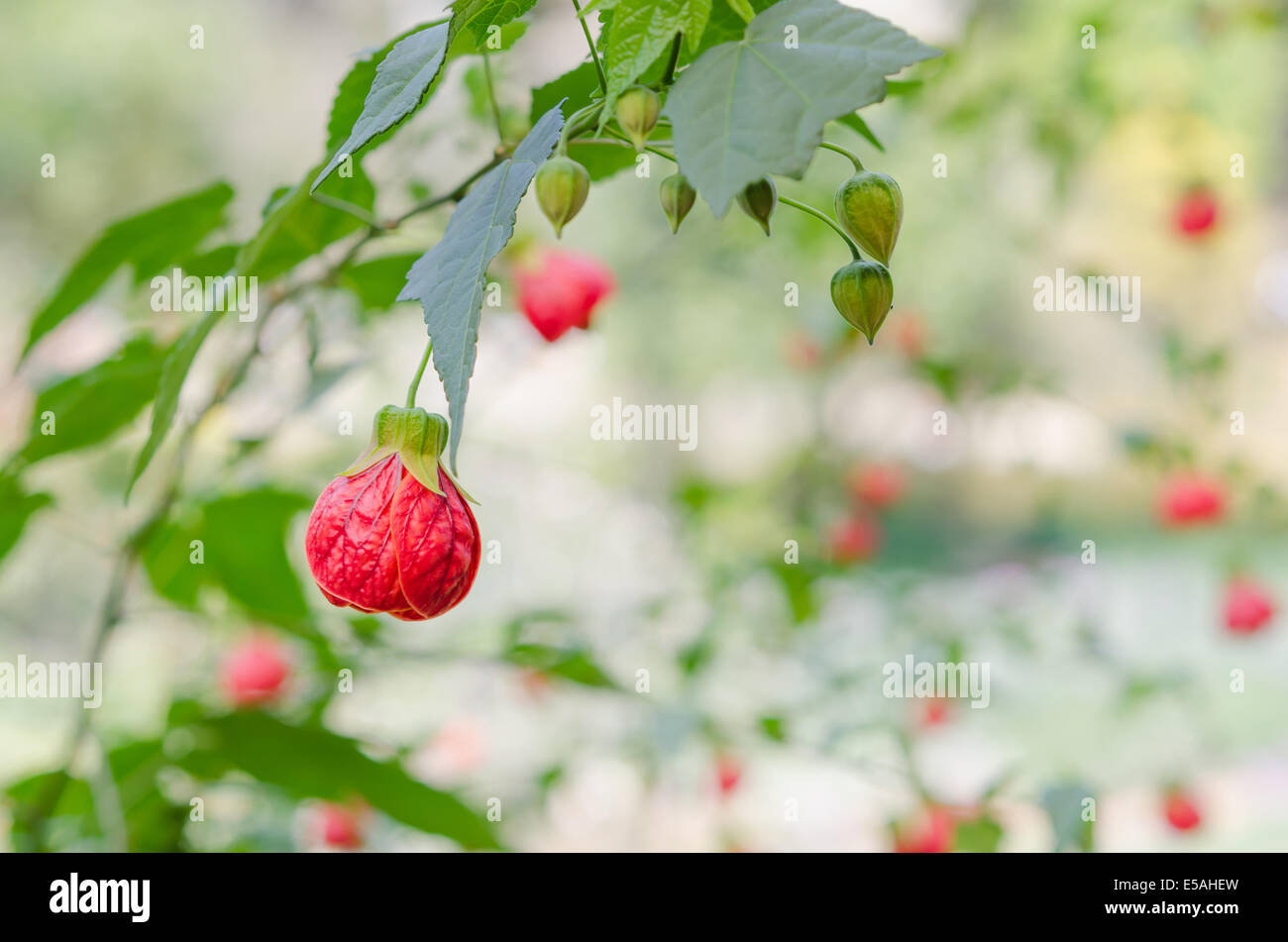 Abutilon hybridum CHINESE LANTERN hanging colorful flower against natural green background Stock Photo