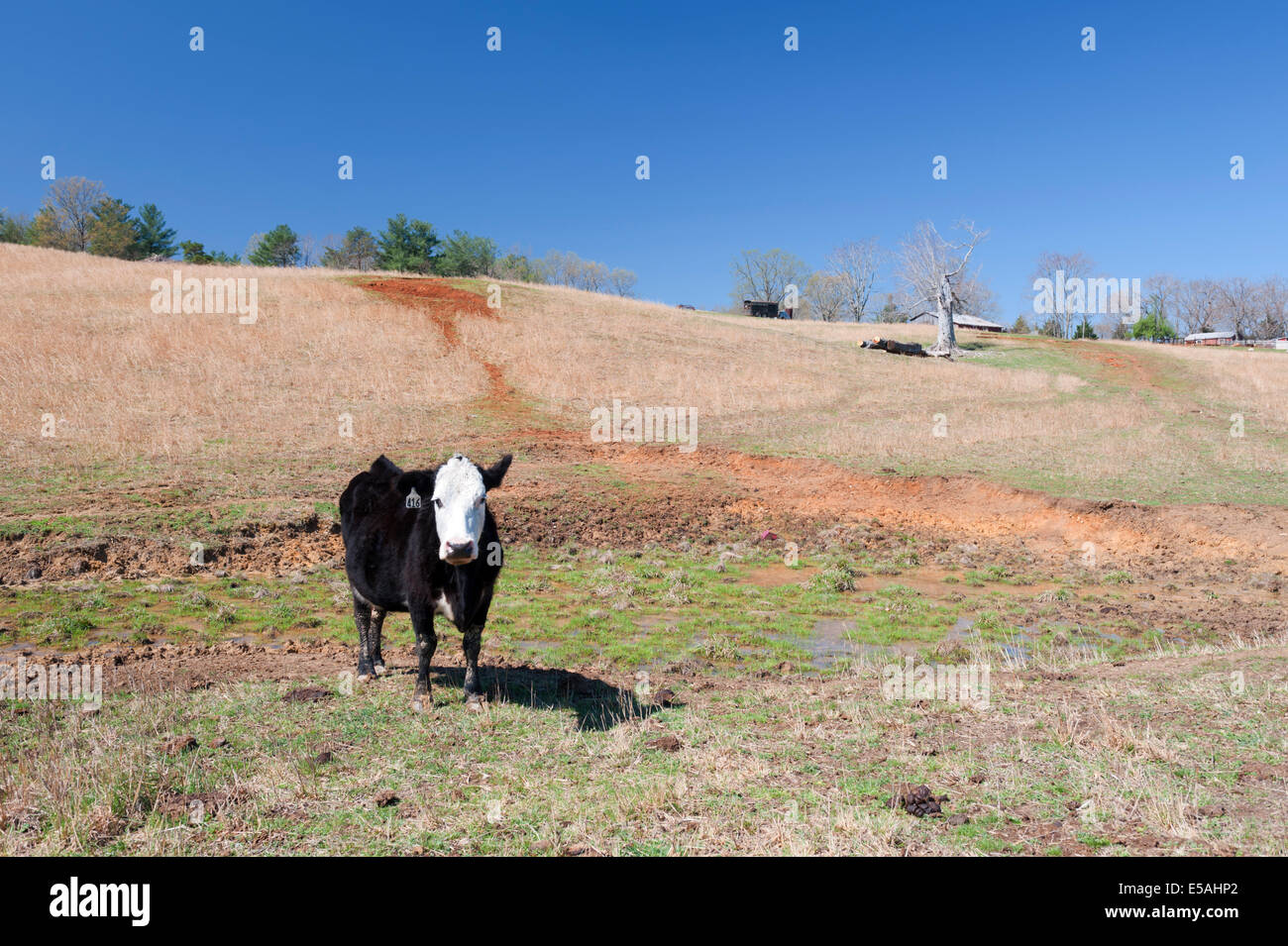 Lone cow in a field, Shenandoah Valley, Virginia, USA. Stock Photo
